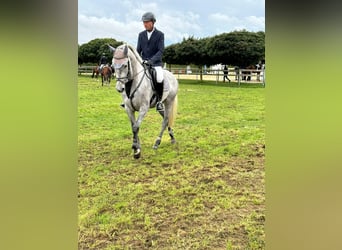 Holsteiner, Stute, 4 Jahre, 169 cm, Schimmel