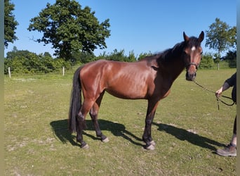 Holsteiner, Stute, 4 Jahre, 170 cm, Brauner