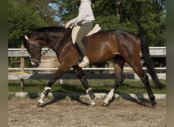 Holsteiner, Stute, 4 Jahre, 170 cm, Brauner