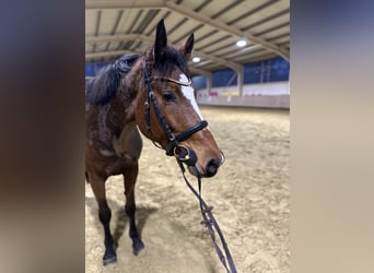 Holsteiner, Stute, 4 Jahre, 170 cm, Brauner