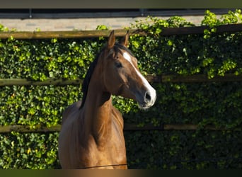 Holsteiner, Stute, 4 Jahre, 170 cm, Brauner