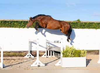 Holsteiner, Stute, 4 Jahre, 170 cm, Brauner