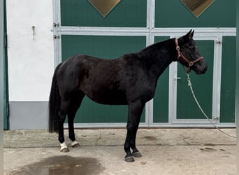 Holsteiner, Stute, 4 Jahre, 170 cm, Rappe