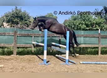 Holsteiner, Stute, 4 Jahre, 171 cm, Dunkelbrauner