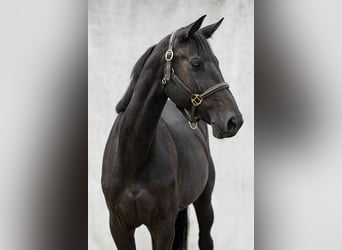 Holsteiner, Stute, 4 Jahre, 171 cm, Dunkelbrauner