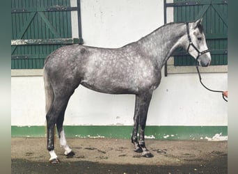 Holsteiner, Stute, 4 Jahre, 171 cm, Schimmel