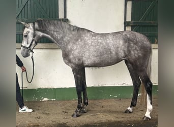 Holsteiner, Stute, 4 Jahre, 171 cm, Schimmel