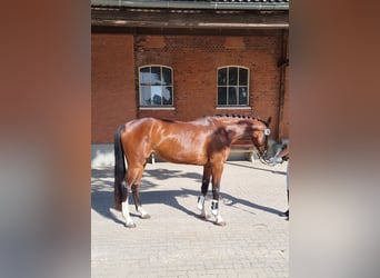 Holsteiner, Stute, 4 Jahre, 173 cm, Brauner