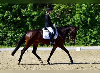 Holsteiner, Stute, 4 Jahre, 175 cm, Brauner