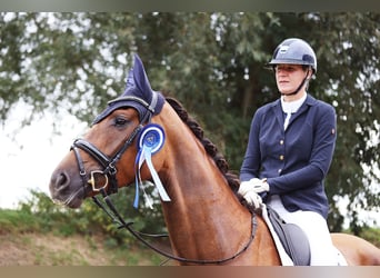 Holsteiner, Stute, 4 Jahre, 176 cm, Fuchs