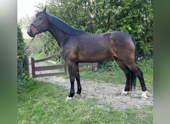 Holsteiner, Stute, 4 Jahre, 186 cm, Brauner