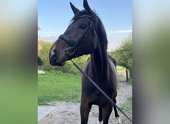 Holsteiner, Stute, 4 Jahre, 186 cm, Brauner