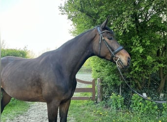 Holsteiner, Stute, 4 Jahre, 186 cm, Brauner