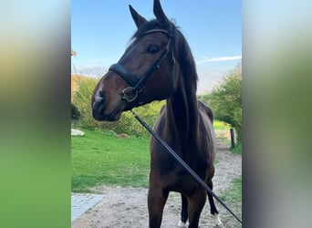 Holsteiner, Stute, 4 Jahre, 186 cm, Schwarzbrauner