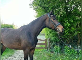 Holsteiner, Stute, 4 Jahre, 186 cm, Schwarzbrauner