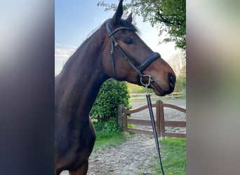 Holsteiner, Stute, 4 Jahre, 186 cm, Schwarzbrauner