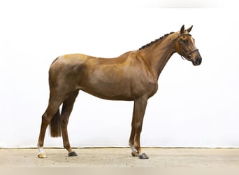 Holsteiner, Stute, 5 Jahre, 158 cm, Dunkelfuchs