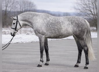 Holsteiner, Stute, 5 Jahre, 158 cm, Schimmel