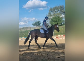 Holsteiner, Stute, 5 Jahre, 160 cm, Brauner
