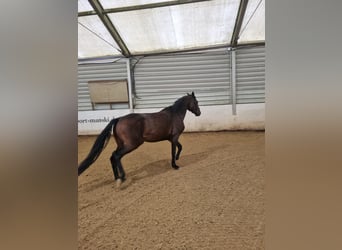 Holsteiner, Stute, 5 Jahre, 160 cm, Brauner