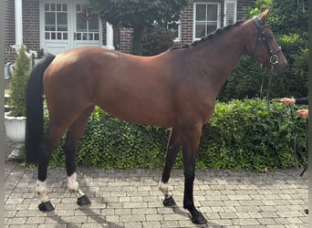 Holsteiner, Stute, 5 Jahre, 160 cm, Brauner