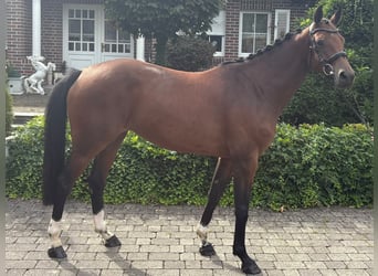 Holsteiner, Stute, 5 Jahre, 160 cm, Brauner