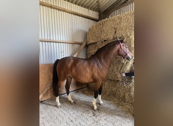 Holsteiner, Stute, 5 Jahre, 160 cm, Brauner