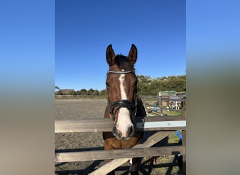 Holsteiner, Stute, 5 Jahre, 160 cm, Brauner