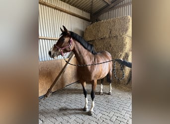 Holsteiner, Stute, 5 Jahre, 160 cm, Brauner