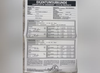 Holsteiner, Stute, 5 Jahre, 162 cm, Brauner