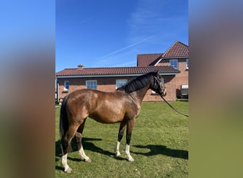 Holsteiner, Stute, 5 Jahre, 162 cm, Brauner