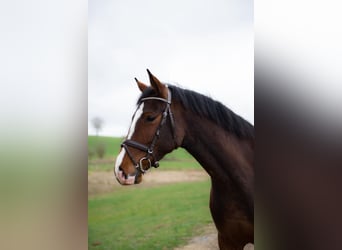 Holsteiner, Stute, 5 Jahre, 163 cm, Brauner