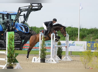 Holsteiner, Stute, 5 Jahre, 163 cm, Brauner