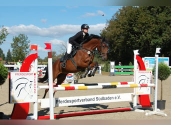 Holsteiner, Stute, 5 Jahre, 163 cm, Brauner