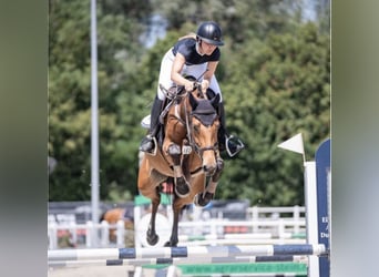 Holsteiner, Stute, 5 Jahre, 163 cm, Brauner