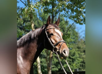 Holsteiner, Stute, 5 Jahre, 163 cm, Schwarzbrauner