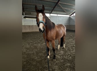 Holsteiner, Stute, 5 Jahre, 164 cm, Brauner