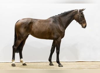 Holsteiner, Stute, 5 Jahre, 164 cm, Brauner