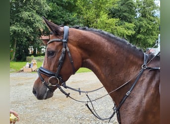 Holsteiner, Stute, 5 Jahre, 164 cm, Brauner