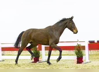 Holsteiner, Stute, 5 Jahre, 164 cm, Dunkelbrauner