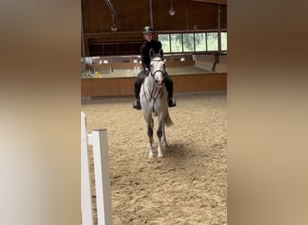 Holsteiner, Stute, 5 Jahre, 164 cm, Schimmel