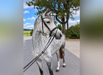 Holsteiner, Stute, 5 Jahre, 165 cm, Apfelschimmel