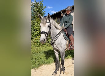 Holsteiner, Stute, 5 Jahre, 165 cm, Apfelschimmel