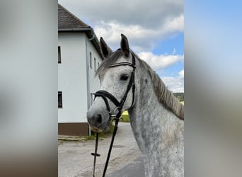 Holsteiner, Stute, 5 Jahre, 165 cm, Apfelschimmel