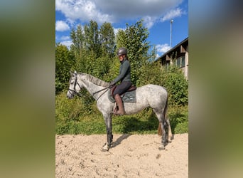 Holsteiner, Stute, 5 Jahre, 165 cm, Apfelschimmel
