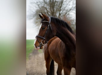 Holsteiner, Stute, 5 Jahre, 165 cm, Brauner