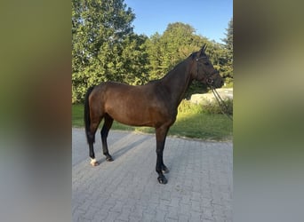 Holsteiner, Stute, 5 Jahre, 165 cm, Brauner