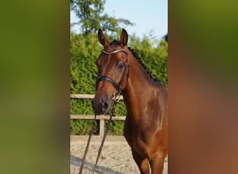 Holsteiner, Stute, 5 Jahre, 165 cm, Brauner