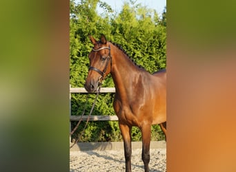 Holsteiner, Stute, 5 Jahre, 165 cm, Brauner