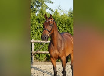Holsteiner, Stute, 5 Jahre, 165 cm, Brauner